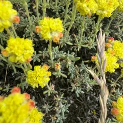 thymeleaf buckwheat thumbnail 2