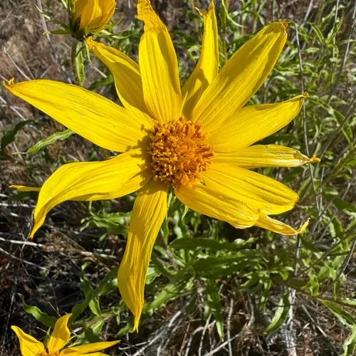 Cusick's Sunflower