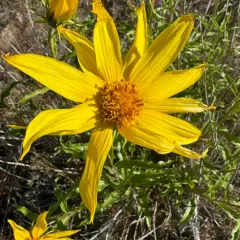 Cusick's Sunflower thumbnail 1