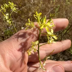 Tall Tumblemustard thumbnail 4