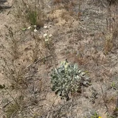 Blue Mountain Buckwheat thumbnail 2