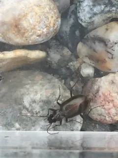 Alps Ground Beetle thumbnail 3