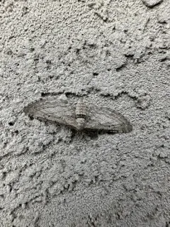 Eupithecia behrensata thumbnail 4