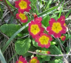 Primrose thumbnail 4