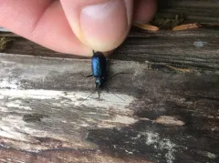 Nebria piperi thumbnail 3