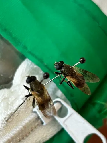 Orange-banded Spineleg