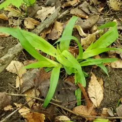 White Bear Sedge thumbnail 4
