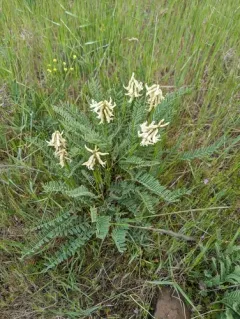 Blue Mountain Milkvetch thumbnail 4