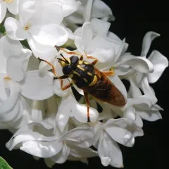 Short-horned Yellowjacket Fly thumbnail 4