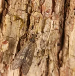 Dolophilodes distinctus thumbnail 3