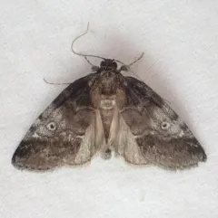 Pale Baileya Moth thumbnail 3