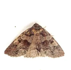 Pine False Looper Moth thumbnail 3