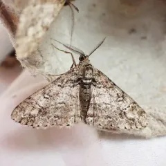 Double-lined Gray thumbnail 3