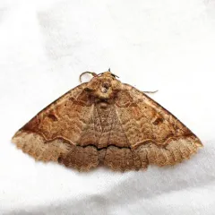 One-lined Zale Moth thumbnail 2