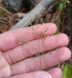 Mountain Ricegrass thumbnail 2