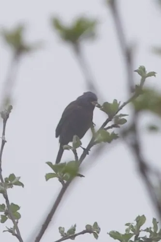 Varied Bunting