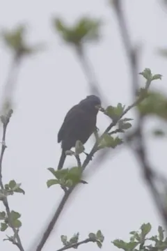 Varied Bunting thumbnail 1