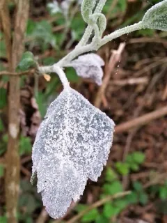 Apple Powdery Mildew thumbnail 4