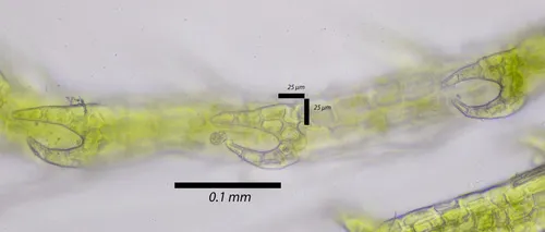 Macoun's Pincerwort