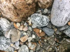 Alps Ground Beetle thumbnail 4
