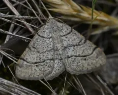 Digrammia muscariata thumbnail 4