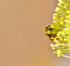 Orange-legged Miner Bee thumbnail 2