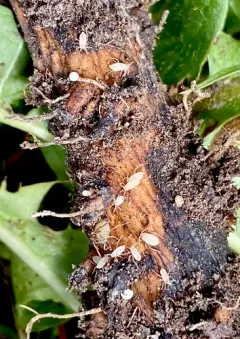 Dandelion Root Aphid thumbnail 2