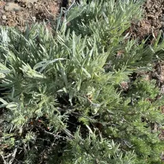 Scabland Sagebrush thumbnail 3