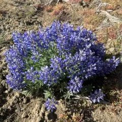 rock lupine thumbnail 4
