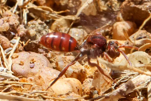 Lehigh Gap Cuckoo Nomad Bee
