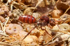 Lehigh Gap Cuckoo Nomad Bee thumbnail 1