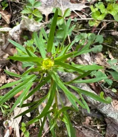 Allegheny Mountain Buttercup thumbnail 2