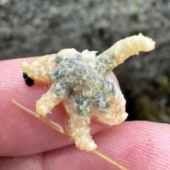 Sunflower Sea Star thumbnail 3