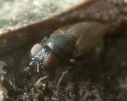 Dasiops vibrissatus