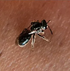 Deep-blue Sweat Bee thumbnail 3