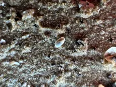 Channeled Barrel-bubble thumbnail 2