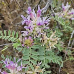 Columbia Milkvetch thumbnail 3