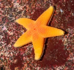 wrinkled star thumbnail 4