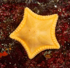 Cookie Star thumbnail 2