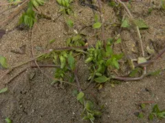 lesser chickweed thumbnail 3
