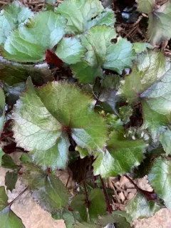 Leopardplant thumbnail 3