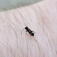 Currant-tip Borer thumbnail 2