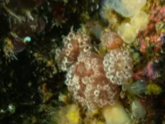 Mushroom Tunicate thumbnail 2