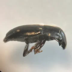 Glischrochilus siepmanni thumbnail 3