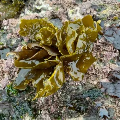 sea cabbage kelp thumbnail 1