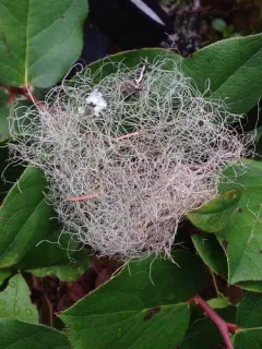Mountain Horsehair Lichen thumbnail 4
