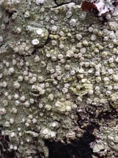 Ragged Wart Lichen thumbnail 4