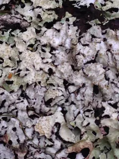 Parmelia pseudosulcata thumbnail 1