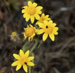 California goldfields thumbnail 3