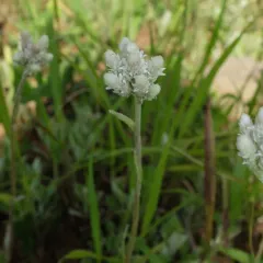 plantain-leaved pussytoes thumbnail 4
